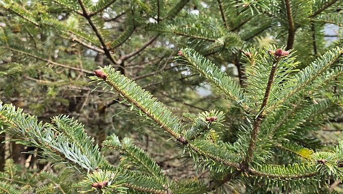 Himalayan Silver Fir oil