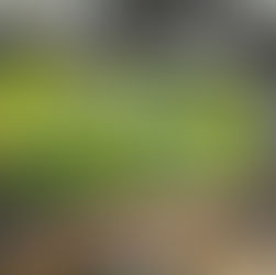 Innenbegrünung: Für innovative Architekten