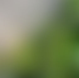 Beleuchtung von Wandbegrünungen im Innenraum
