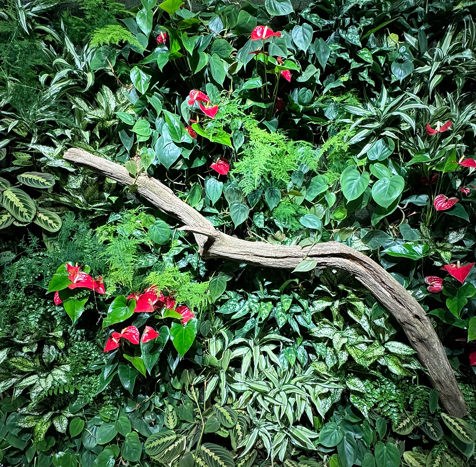 Wandbegrünung Biophilic Design