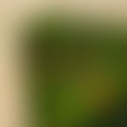 Vorteile Aussenwandbegrünung