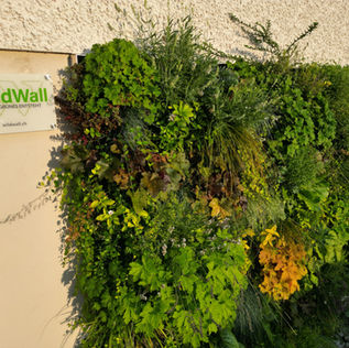 Vorteile Aussenwandbegrünung