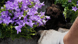 WildWall Frühling