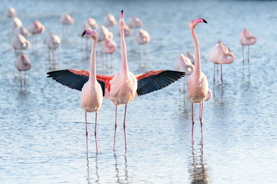 Flamands roses Camargue, Parc ornithologique du Pont de Gau