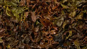 Trà Ô Long được làm từ cây Camellia sinensis, cùng loại với trà xanh và trà đen.