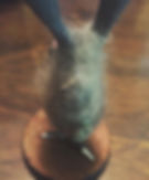 Fur