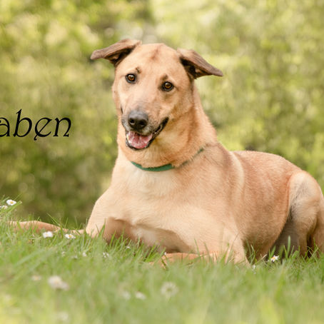 🐶 Raben