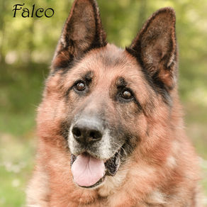 🐶 Falco