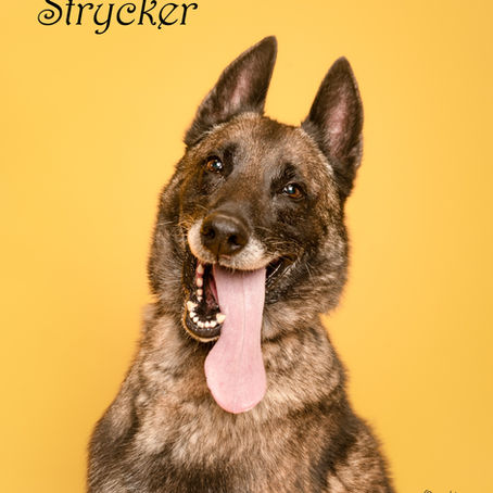 🐶 Stryker