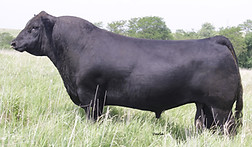 ブラック bull様 WAGR Driver 706T | hartmancattlecompany