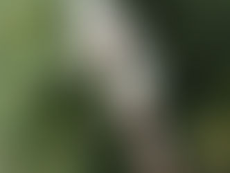 ヤマモモソウ(ハクチョウソウ)