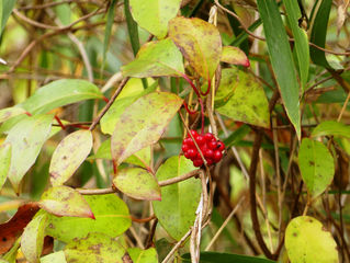 サネカズラ（ビナンカズラ）