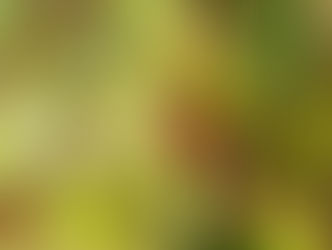 サネカズラ（ビナンカズラ）