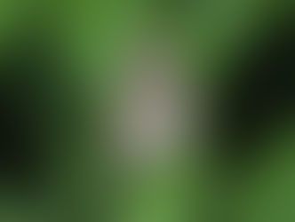 ヒメウラナミジャノメ(タテハチョウ科)