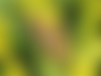 シロオビノメイガ(ツトガ科)