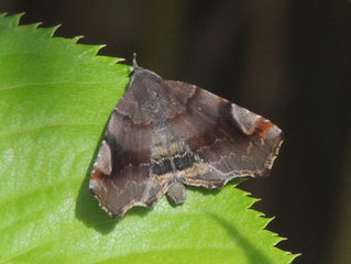 リンゴツマキリアツバ(ヤガ科)