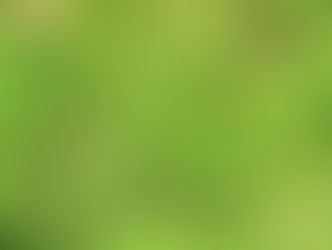 オオブタクサ(クワモドキ)