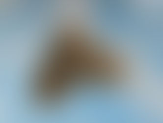 ナミスジフユナミシャク