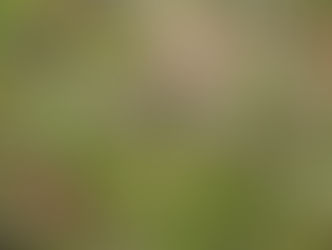 ユウゲショウ(アカバナユウゲショウ)