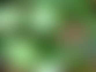 サルトリイバラ