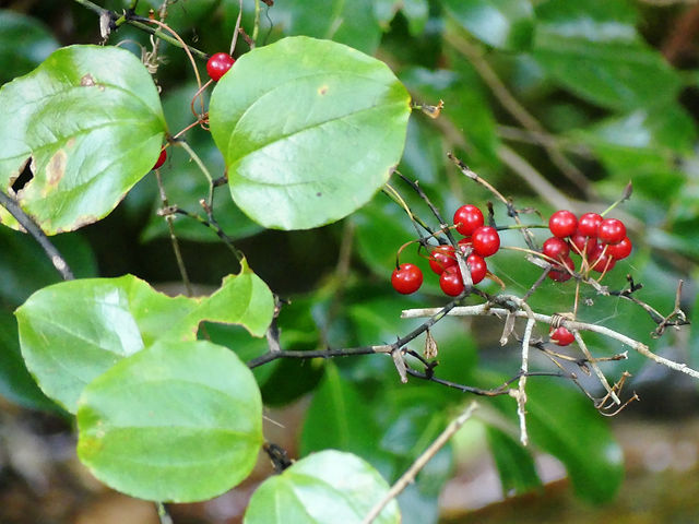 サルトリイバラ サルトリイバラ