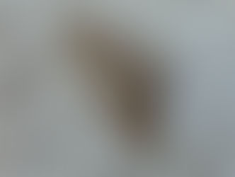 チャオビフユエダシャク