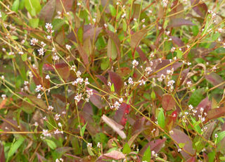 加古川の野草 ナデシコ目 加古川の野草 ナデシコ目