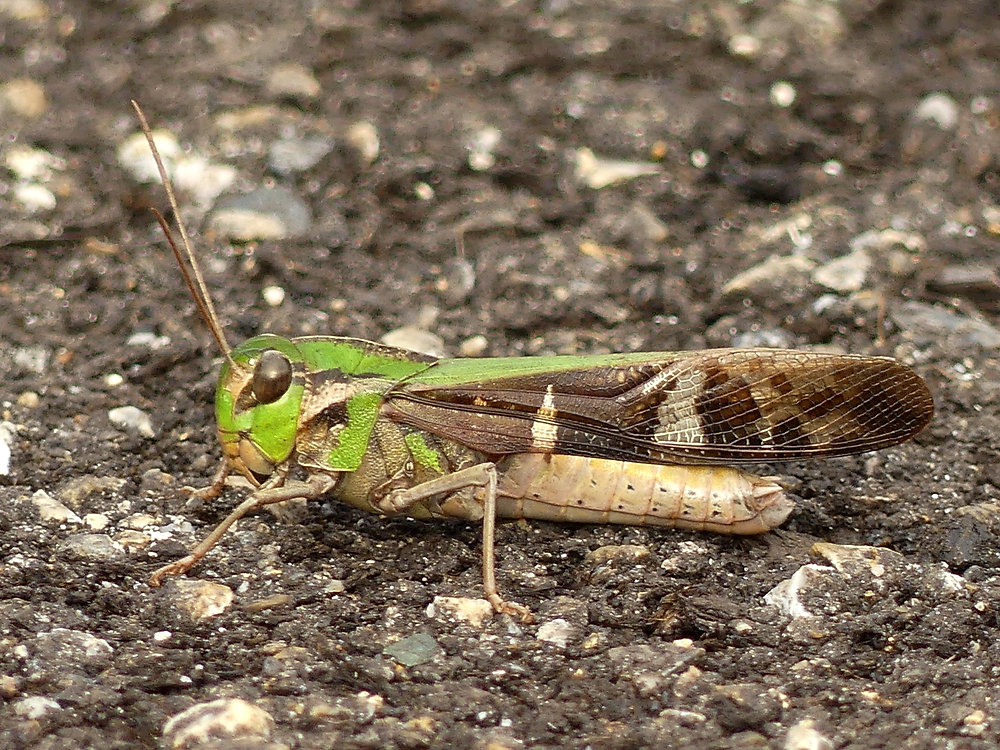 銅製　バッタ　在銘 銅製バッタ在銘