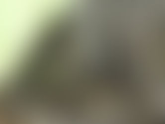 クロサビイロマルズオオハネカクシ(クロサビイロハネカクシ)
