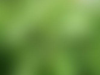オオオナモミ