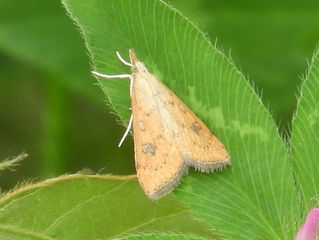 クロモンキノメイガ(ツトガ科)