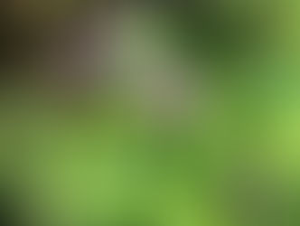 ムラサキカタバミ