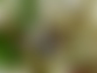オオハキリバチ(ハキリバチ科)