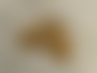 ナカオビアキナミシャク