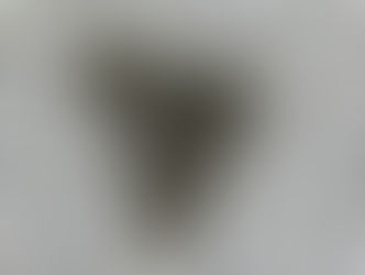 シモフリトゲエダシャク