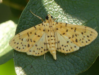 モモノゴマダラノメイガ(ツトガ科)