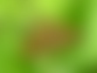 ウラベニエダシャク(シャクガ科)