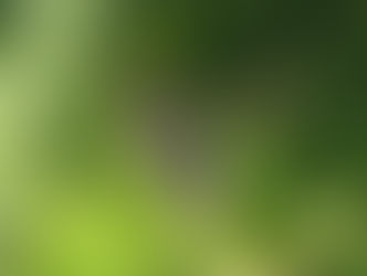 クロヒラタアブ(ハナアブ科)