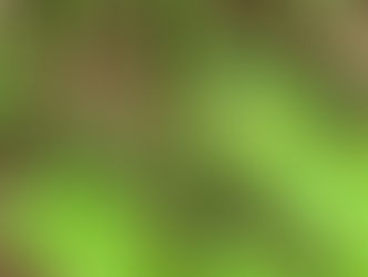 クモキリソウ