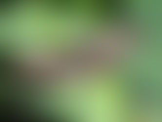 イチモンジチョウ(タテハチョウ科)