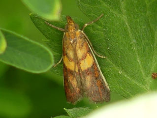 キオビマダラメイガ