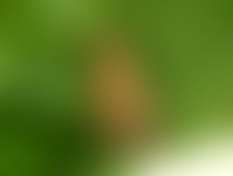 キオビマダラメイガ