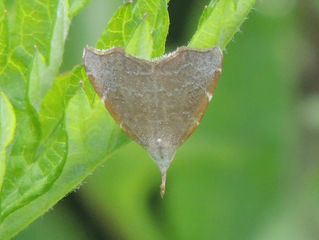 シロズアツバ(ヤガ科)