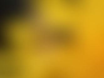 ミナミヒメヒラタアブ(ハナアブ科)