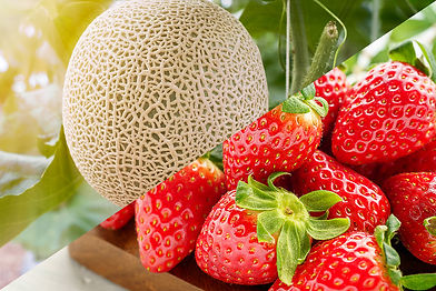 果実の仕入れ販売