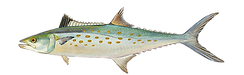 Spanish Mackarel
