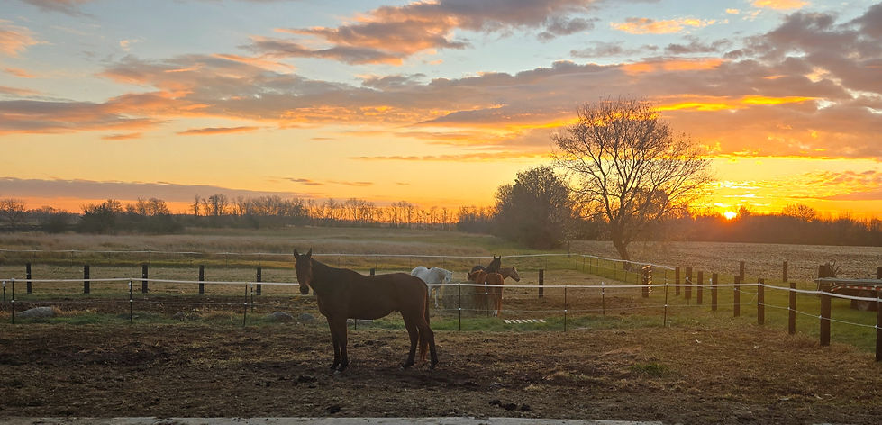 Horse Sunrise