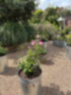 Garden Writer