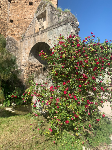 Garden Writer | Guineveres Garden