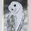 Thumbnail: Barn Owl